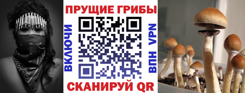 Псилоцибиновые грибы Cubensis  магазин  наркотиков  Верхнеуральск 